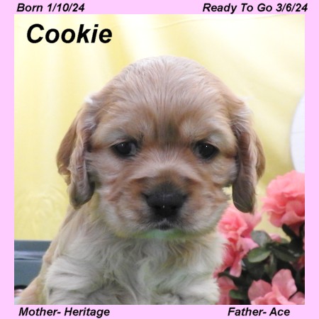 puppy, for, sale, Cocker Spaniel, Joe & Cherri  Overlease, dog, breeder, Miller, MO, dog-breeder, puppy-for-sale, forsale, nearby, find, puppyfind, locator, puppylocator, aca